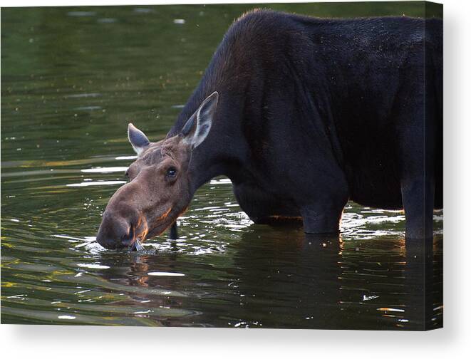 Moose Canvas Print featuring the photograph Whats Up by Glenn Gordon