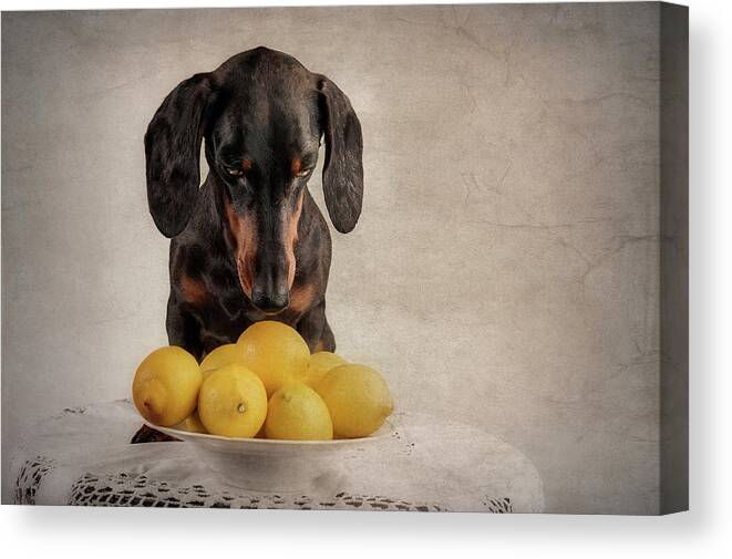 Dogs Canvas Print featuring the photograph When Life Gives You Lemons... by Heike Willers