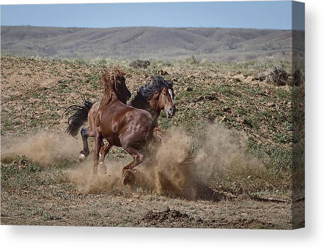 When Stallions Collide Canvas Print featuring the photograph When Stallions Collide by Wes and Dotty Weber