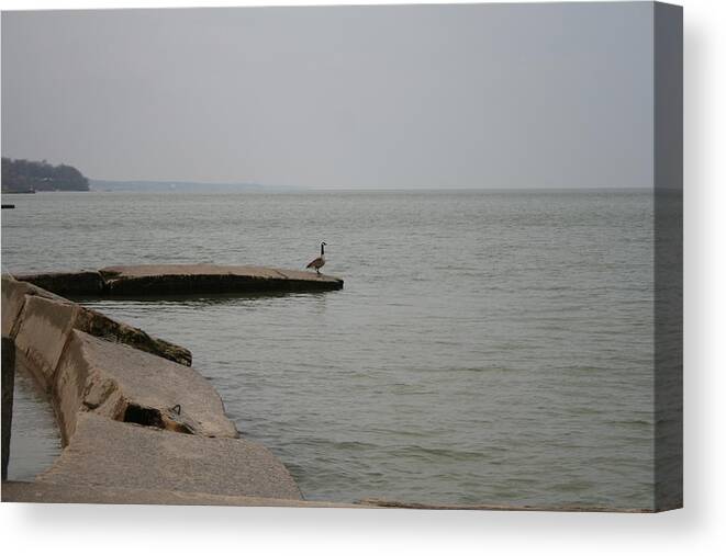 Canadian Geese Canvas Print featuring the photograph Solitude on Lake Erie by Valerie Collins
