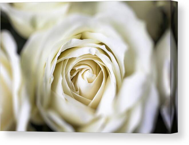 White Canvas Print featuring the photograph White Rose Softly by Garry Gay
