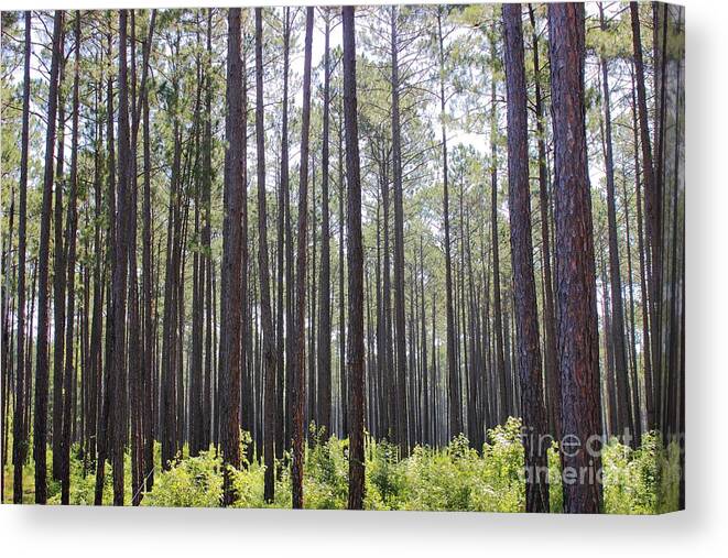 Forest Canvas Print featuring the photograph Whispering Pines by Andre Turner