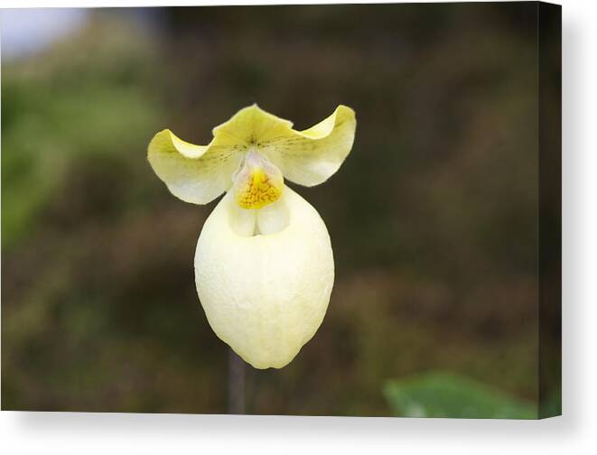 Floral Canvas Print featuring the photograph White and yellow orchid by Sue Morris