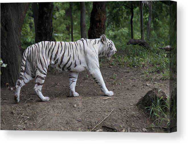 Bengal Canvas Print featuring the photograph White Bengal Tiger by James L Davidson