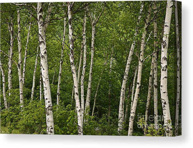 Birch Canvas Print featuring the photograph White Birch by Alana Ranney
