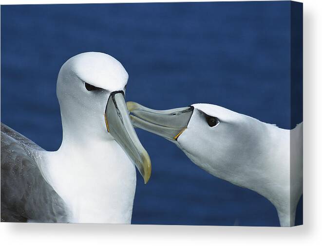 00142939 Canvas Print featuring the photograph White-capped Albatrosses Courting by Tui De Roy