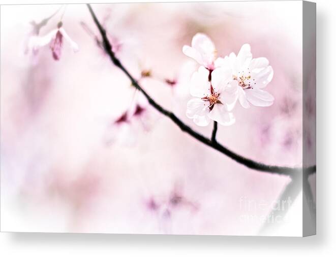 Cherry Blossoms Canvas Print featuring the photograph White Cherry Blossoms in the Sunlight by Beverly Claire Kaiya