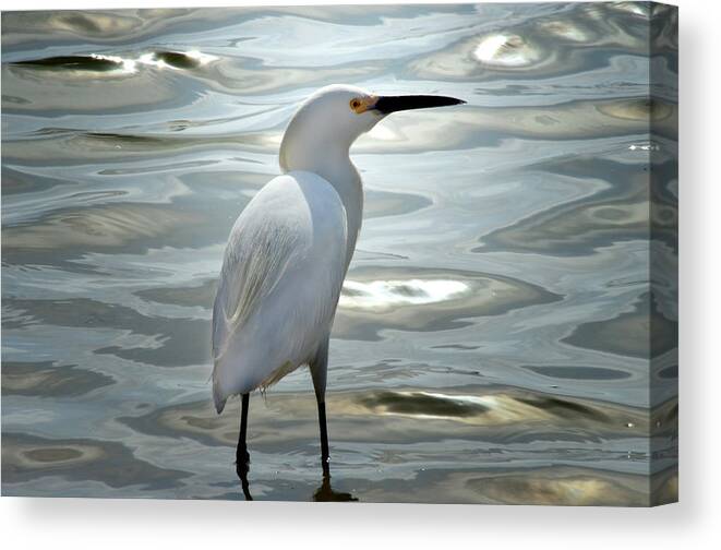 Egret Canvas Print featuring the photograph White Crane by Camille Lopez