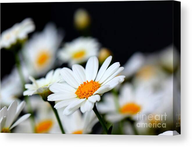 White Canvas Print featuring the photograph White Daisies 2 by Amanda Mohler
