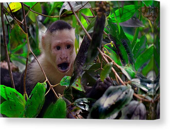 Wildlife Canvas Print featuring the photograph White-faced Capuchin Monkey by Gary Keesler