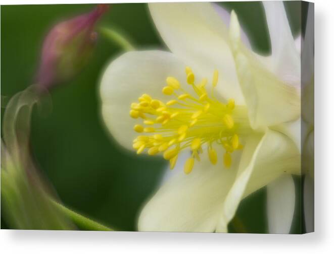 White Flower Canvas Print featuring the photograph White Flower and Swirls by Greg Nyquist