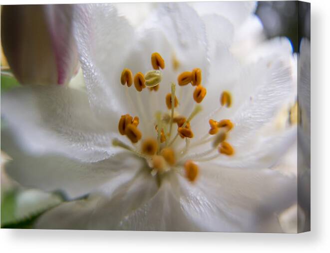 Jay Stockhaus Canvas Print featuring the photograph White Flower by Jay Stockhaus