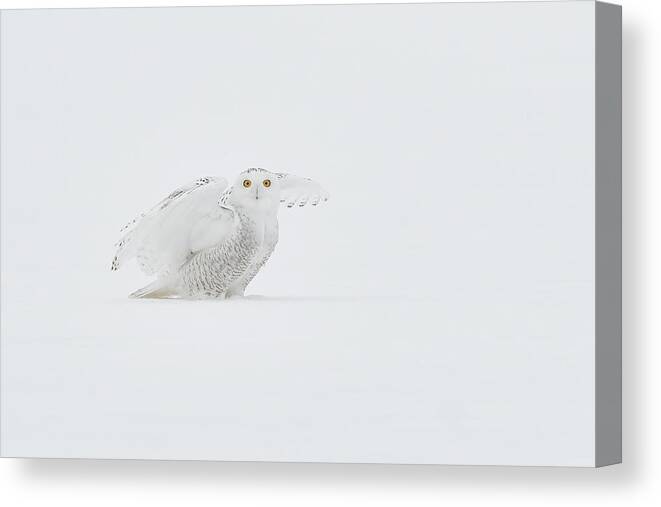 High Key Canvas Print featuring the photograph White Ghost by Jim Luo