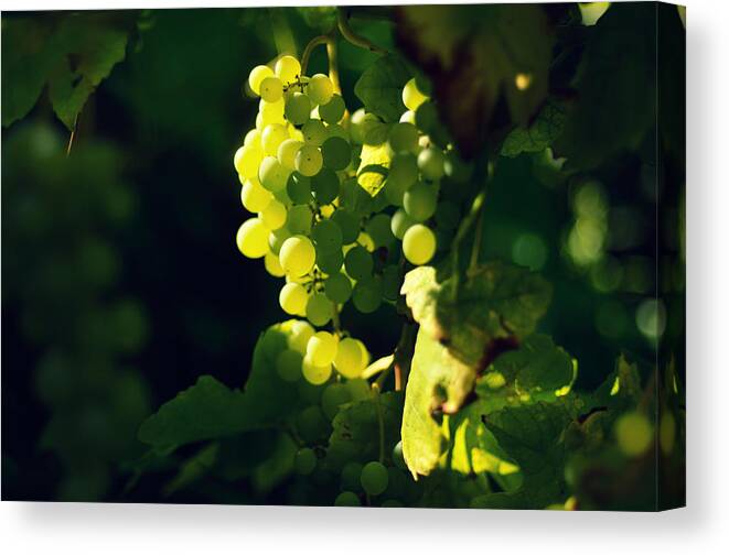 Picking Canvas Print featuring the photograph White grapes by Photo by Ira Heuvelman-Dobrolyubova