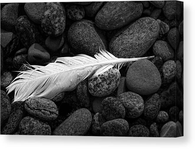 Art Canvas Print featuring the photograph White Gull Feather by Randall Nyhof