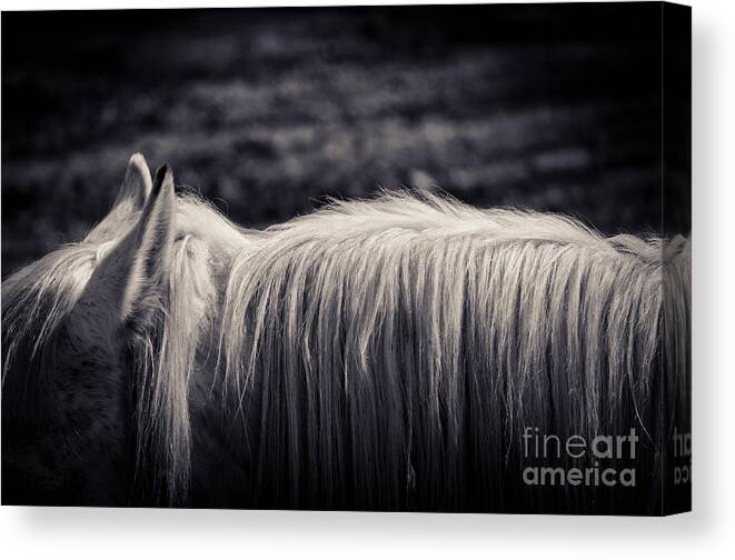 Animal Canvas Print featuring the photograph White horse mane by Silvia Ganora
