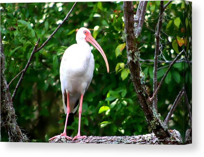 Florida Birds Canvas Print featuring the photograph White Ibis by Debra Forand