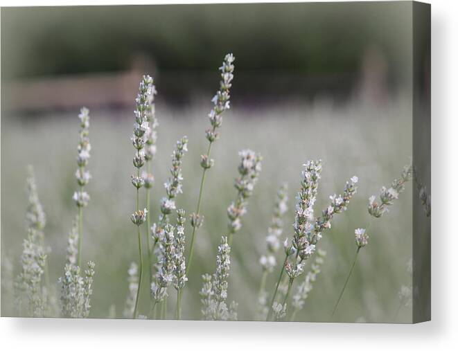 White Lavender Canvas Print featuring the photograph White Lavender by Lynn Sprowl