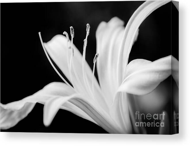 Flower Canvas Print featuring the photograph White Lily Flower by Chris Scroggins