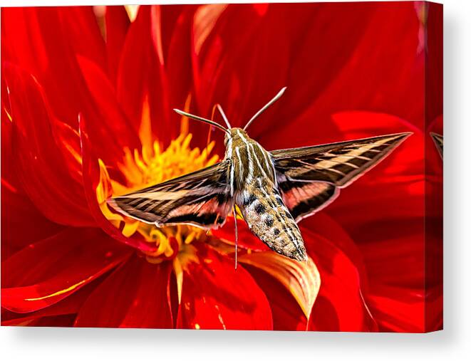 Red Canvas Print featuring the photograph White-lined Sphinx Hummingbird Moth by Fred J Lord