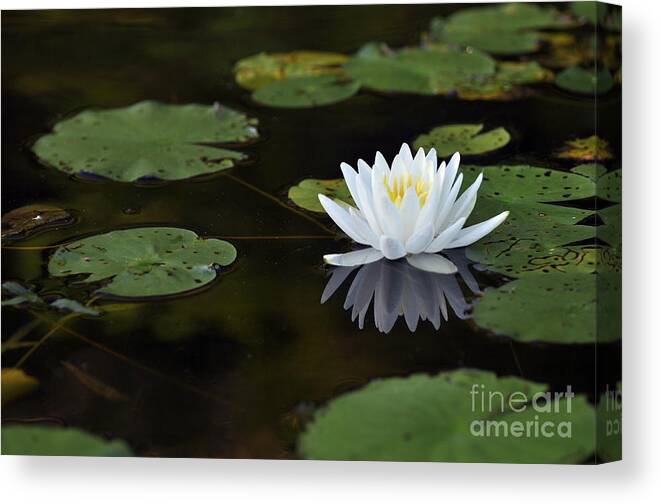Lily Flower Canvas Print featuring the photograph White lotus lily flower and lily pad by Glenn Gordon