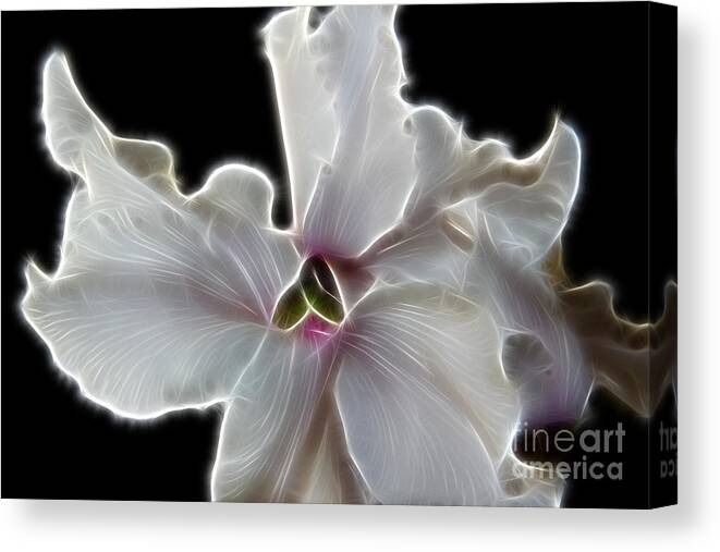 White Orchid Canvas Print featuring the photograph White Orchid by Mariola Bitner