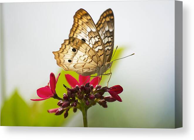 Wildlife Canvas Print featuring the photograph White Peacock Tiffany by Kenneth Albin