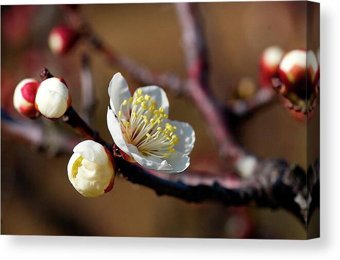 Osaka Prefecture Canvas Print featuring the photograph White Plum Blossoms by Jim Mayes