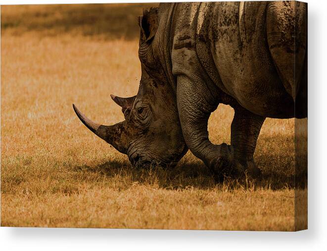 Rhino Canvas Print featuring the photograph White Rhino by Massimo Mei
