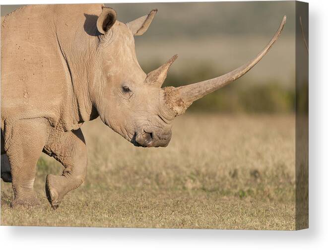 Feb0514 Canvas Print featuring the photograph White Rhinoceros Kenya by Tui De Roy