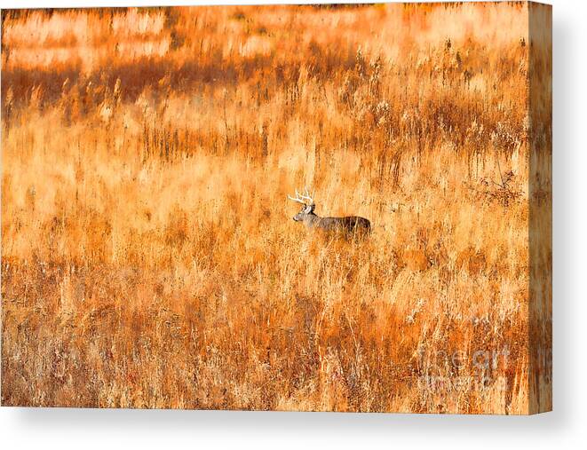 Whitetail Deer Canvas Print featuring the photograph White tail crossing golden field by Dan Friend
