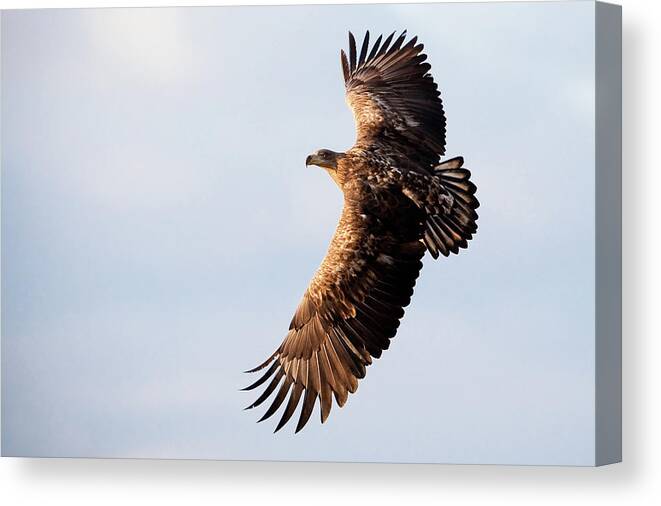 Scenics Canvas Print featuring the photograph White-tailed Eagle by Damiankuzdak