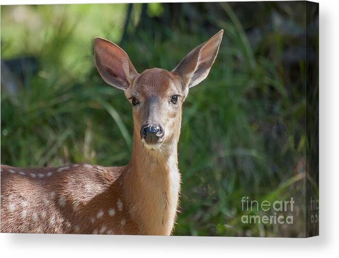 Fawn Canvas Print featuring the photograph White-Tailed Fawn by Bianca Nadeau