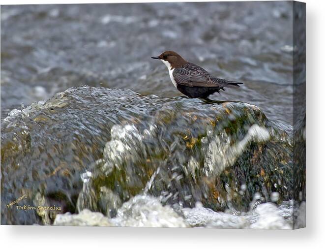 White-throated Dipper Canvas Print featuring the photograph White-throated Dipper by Torbjorn Swenelius