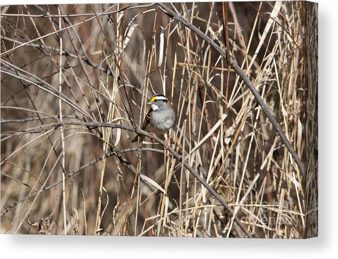 Animalia Canvas Print featuring the photograph White-throated Sparrow Zonotrichia by Linda Freshwaters Arndt