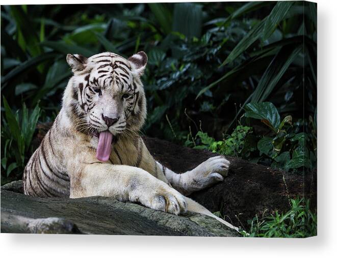 White Tiger Canvas Print featuring the photograph White Tiger by Manoj Shah