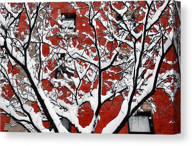 Tree Canvas Print featuring the photograph White Tree by Yue Wang