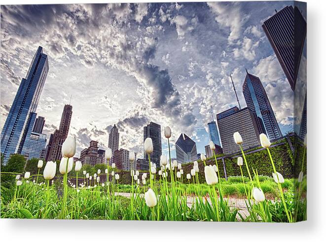 Tranquility Canvas Print featuring the photograph White Tulips And Skyline by By Ken Ilio