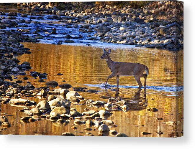Whitetail Doe Canvas Print featuring the photograph Whitetail Doe Crossing the Buffalo National River by Michael Dougherty
