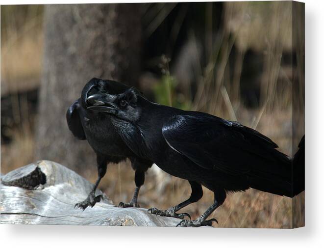 Raven Canvas Print featuring the photograph Whoa you should see a dentist by Frank Madia