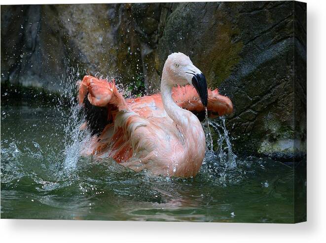 Flamingo Canvas Print featuring the photograph Whole Lot Of Shaking Going On 2 by Fraida Gutovich
