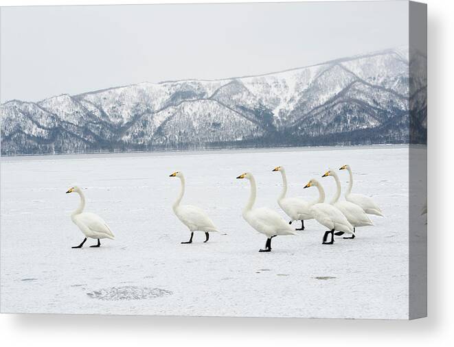 Animal Canvas Print featuring the photograph Whooper Swans by Dr P. Marazzi