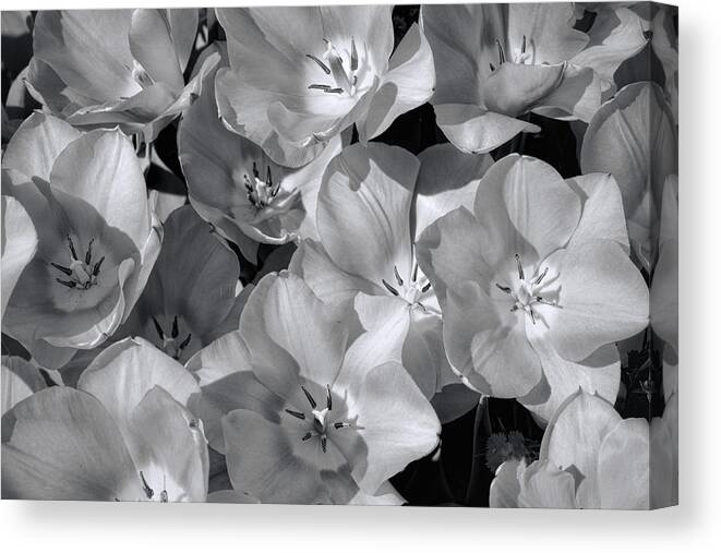Tulips Canvas Print featuring the photograph Wide Open Tulips in B W by Jeanne May