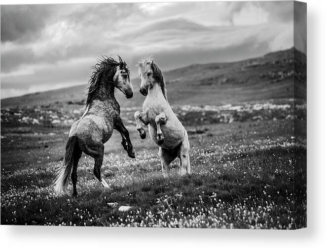 Wild Canvas Print featuring the photograph Wild And Free by Vedran Vidak