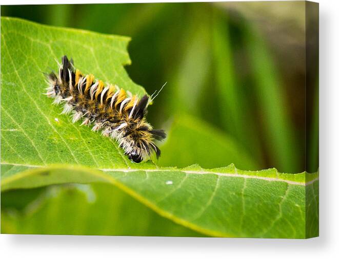 Macro Canvas Print featuring the photograph Wild and Woolly by Bill Pevlor