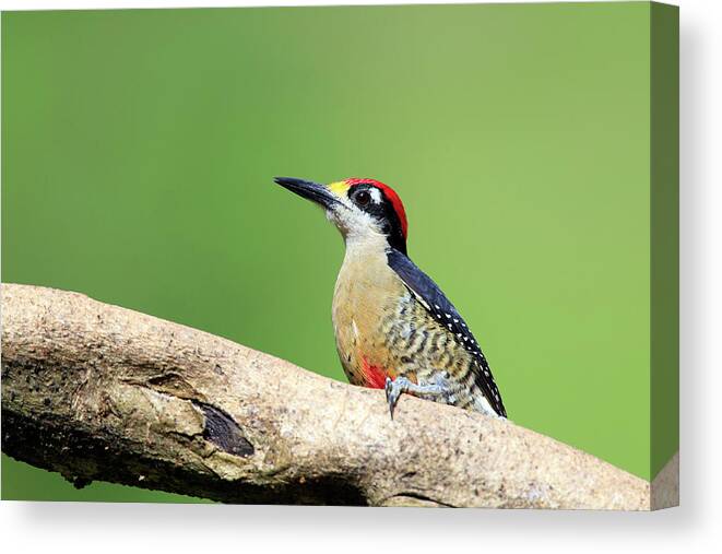 Black Color Canvas Print featuring the photograph Wild Black-cheeked Woodpecker by Mlorenzphotography