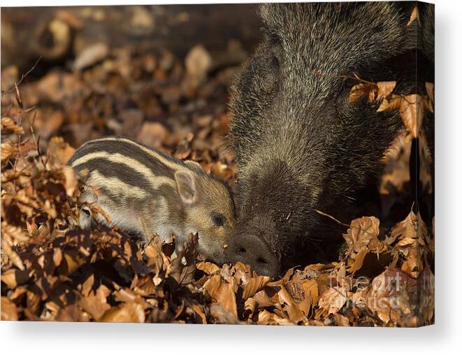 European Wild Boar Canvas Print featuring the photograph Wild Boar And Piglet by Helmut Pieper