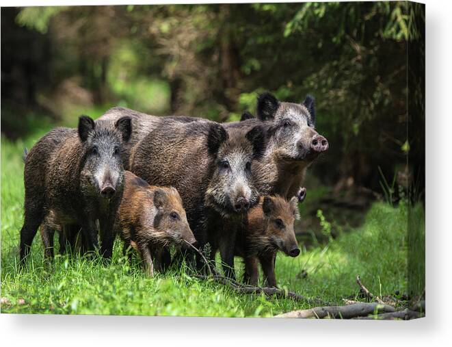 Wildlife Canvas Print featuring the photograph Wild Boar Family by Stefan V??lkel