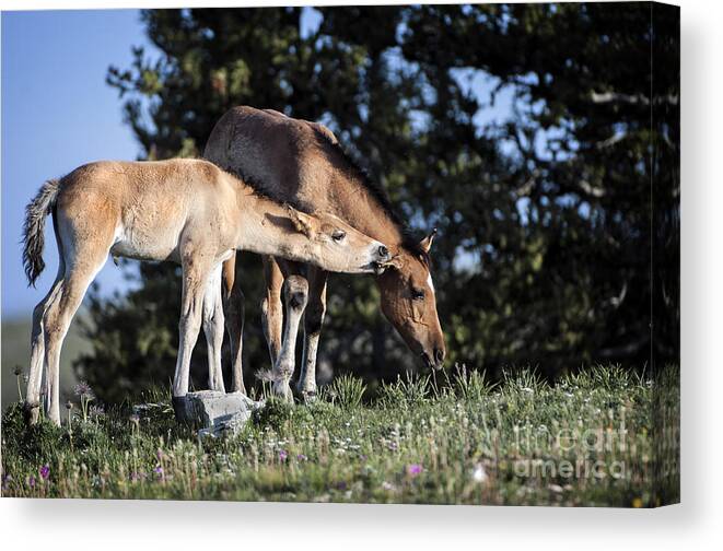 Pryor Mountains Canvas Print featuring the photograph Wild Colt-animals-image-2 by Wildlife Fine Art
