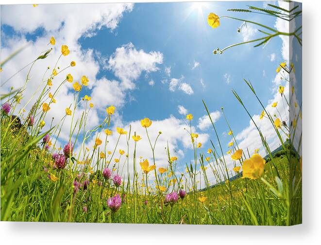 Scenics Canvas Print featuring the photograph Wild Flowers In A Meadow by Tbradford